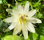 Passiebloem - Passiflora caerulea 'Constance Elliott'