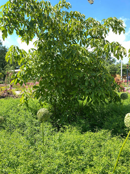 Pavia - Aesculus mutabilis 'Penduliflora'