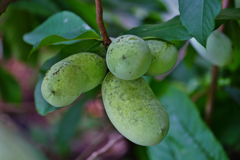 Pawpaw - Asimina triloba 'Susquehanna'