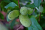 Pawpaw - Asimina triloba 'Susquehanna'