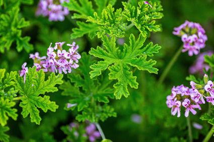 Pelargonium graveolens thee geranium moestuin bak