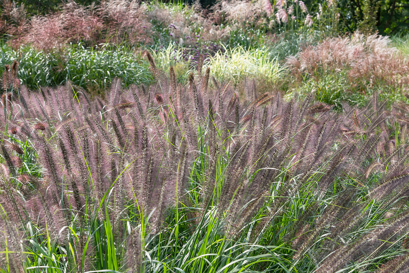 Lampenpoetsersgras - Pennisetum alopecuroides 'Red Head'