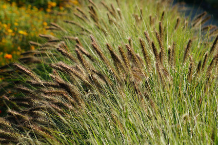 Lampenpoetsersgras - Pennisetum alopecuroides 'Viridescens'