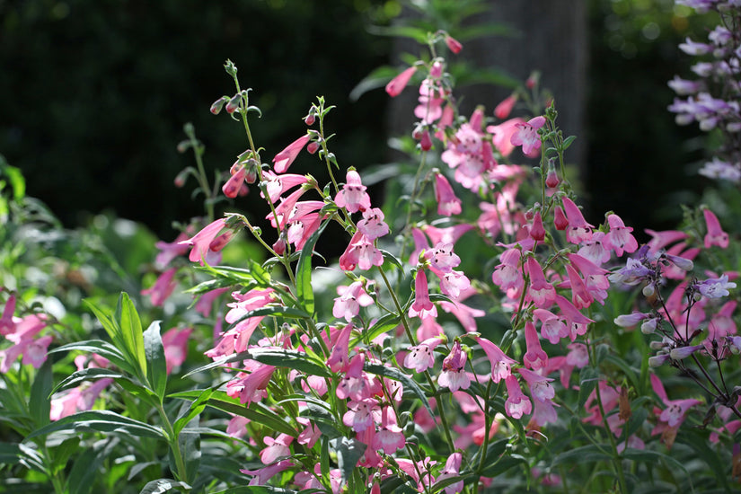 Slangenkop - Penstemon 'Apple Blossom'