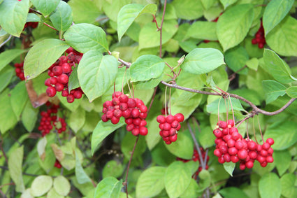 Peperbes - Schisandra chinensis