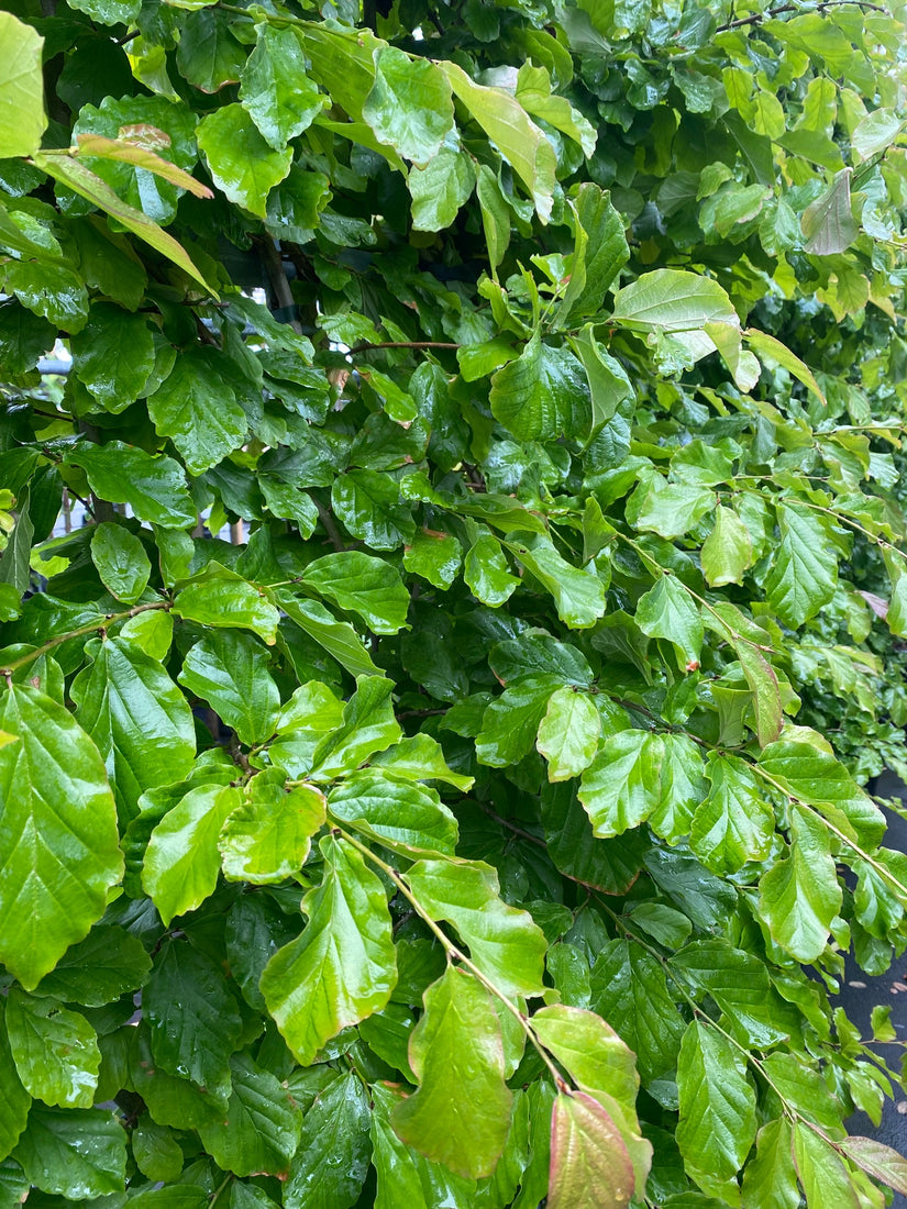 Persica-parrotia-bladeren-juni.jpg