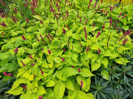 Persicaria - Duizendknoop.jpg