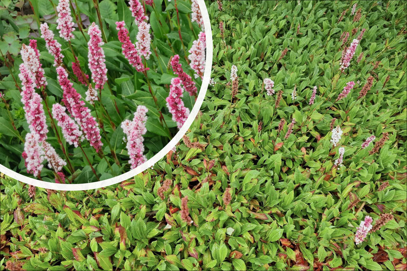 Duizendknoop - Bloei licht tot donker roze en rood