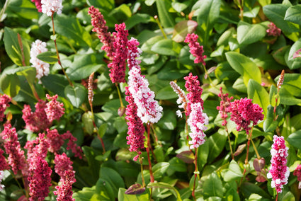 Duizendknoop - Persicaria affinis 'Kabouter'