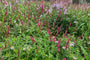 Duizendknoop - Persicaria amplexicaulis 'Speciosa' combineren