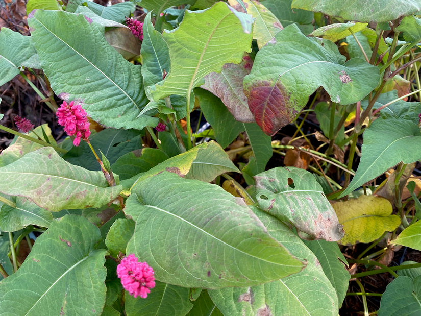 Duizendknoop - Persicaria amplexicaulis 'Speciosa' (foto November)