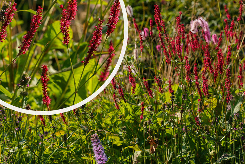 Duizendknoop - Persicaria amplexicaulis 'Taurus' in bloei