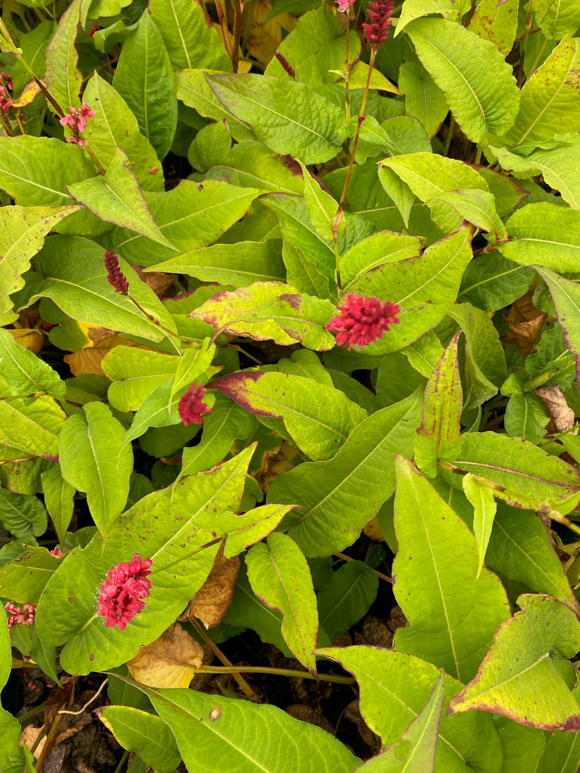 Duizendknoop - Persicaria amplexicaulis (foto oktober)