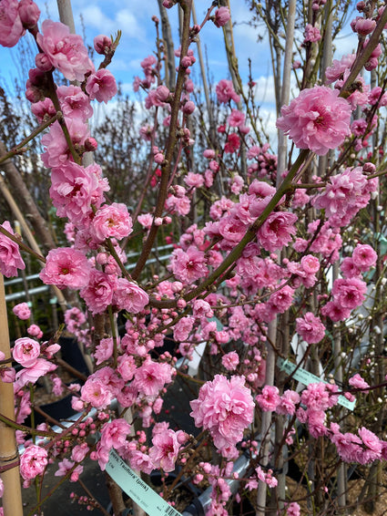 Perzik - Prunus persica 'Taoflora' - Pink