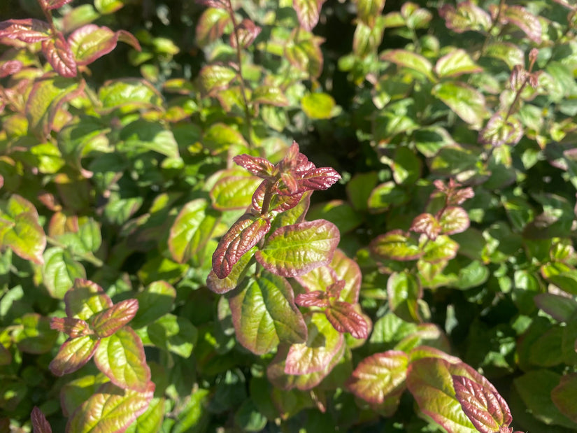 Perzisch ijzerhout - Parrotia persica 'Persian Spire'