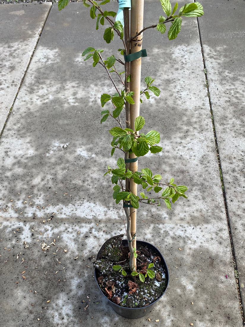 Perzisch IJzerhout 'Vanessa'