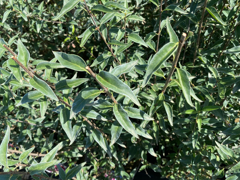 Blad Perzische sering - Syringa persica 'Alba'