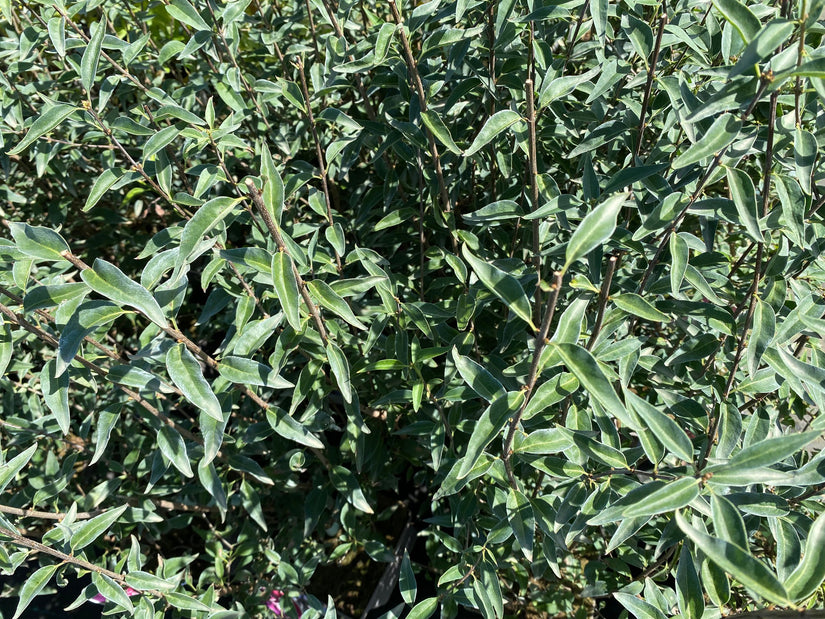 Perzische sering - Syringa persica 'Alba'