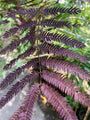 Perzische slaapboom - Albizia julibrissin boom tuin