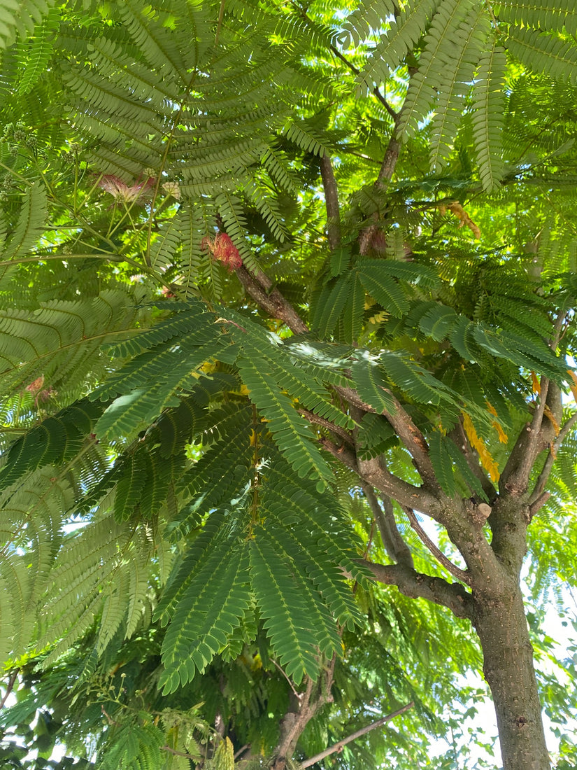 Perzische Slaapboom - Albizia julibrissin