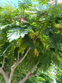 Perzische Slaapboom - Albizia julibrissin 'Ombrella'