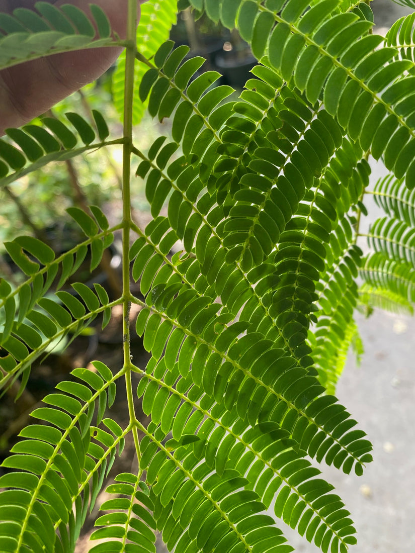 Perzische slaapboom - Albizia julibrissin