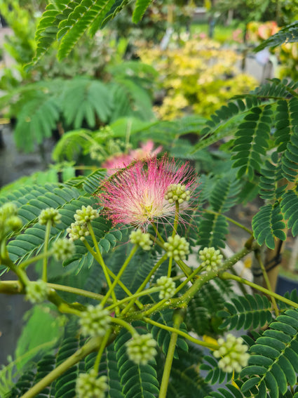 Perzische slaapboom - albizia julibrissin