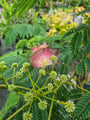 Perzische slaapboom - albizia julibrissin