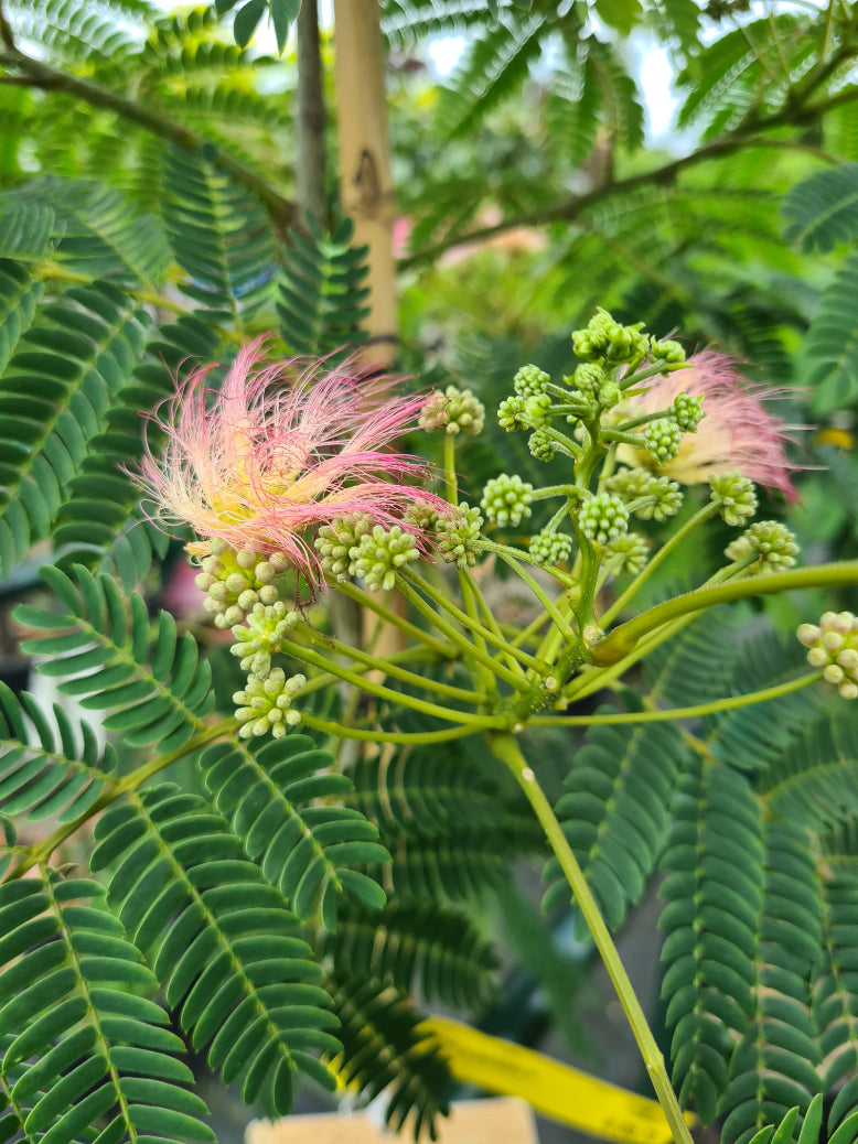 Perzische slaapboom - albizia julibrissin