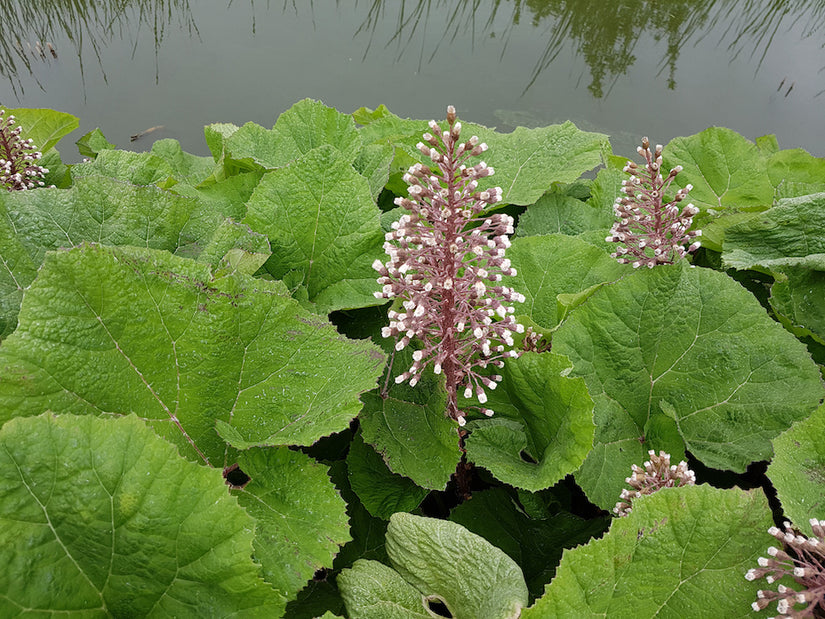 Petasites-hybridus-groot-hoefblad.jpg