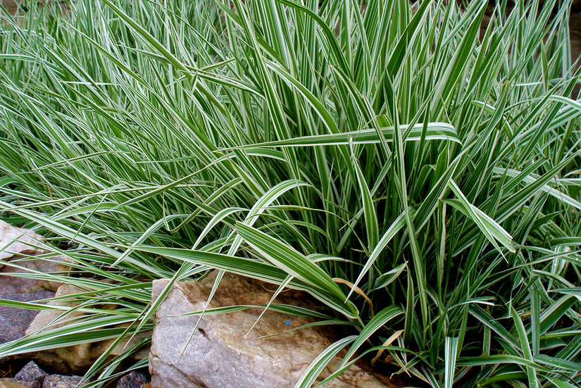 Rietgras - Phalaris arundinacea 'Dwarf Garters'