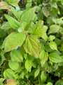 Philadelphus 'Belle Etoile'