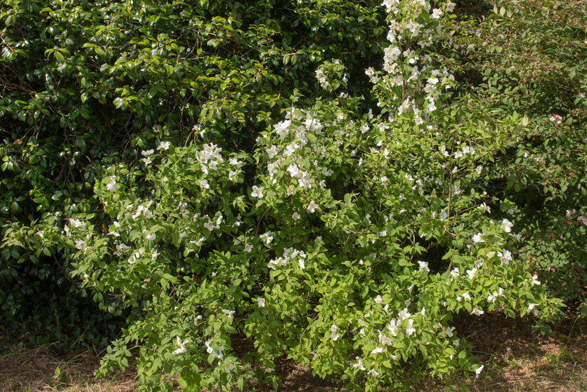 Sierheester Boerenjasmijn - Philadelphus 'Belle Etoile'