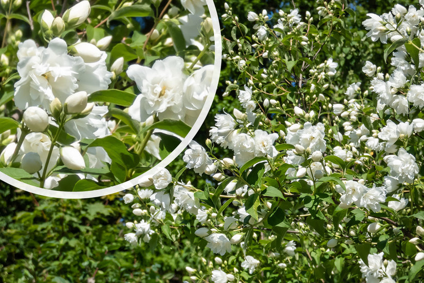 Boerenjasmijn - Philadelphus 'Virginal' in bloei