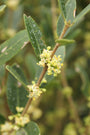 Steenlinde - Phillyrea angustifolia bloei