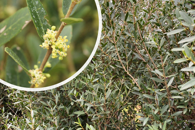 Steenlinde - Phillyrea angustifolia met detail