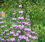 Phlomis brandkruid met paarse bloemen 'Amazone'