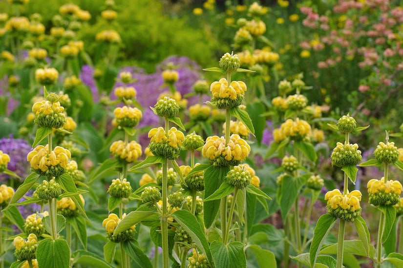 Brandkruid - Phlomis russeliana 