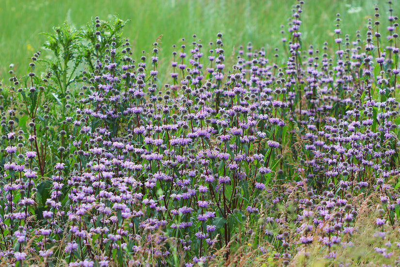 Phlomis-tuberosa-plant.jpg