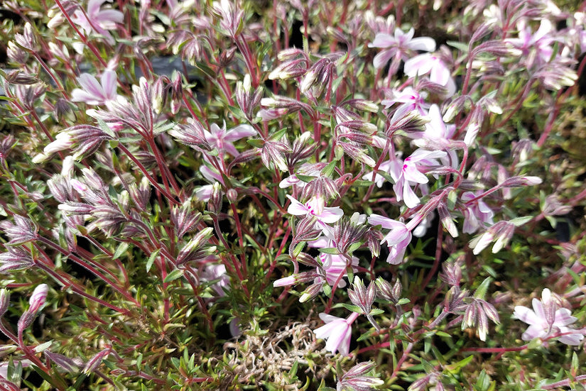 Phlox 'Candy Stripes' 