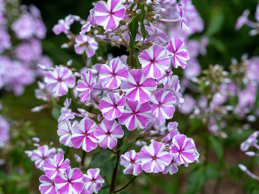 Flox - Phlox 'Natascha tweekleurige bloem