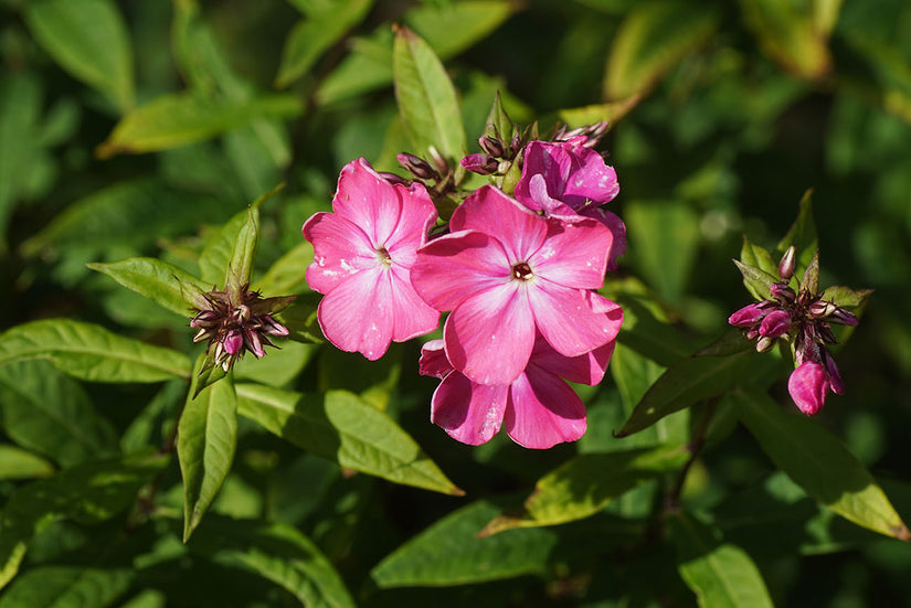 Flox - Phlox 'Rijnstroom' in bloei