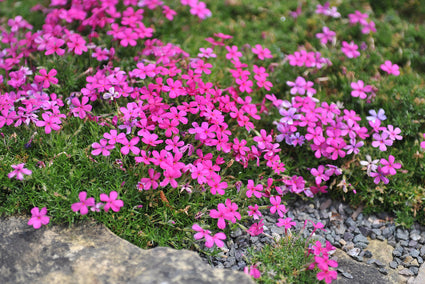 Vlambloem - Phlox douglasii 'Crackerjack' - Bloei