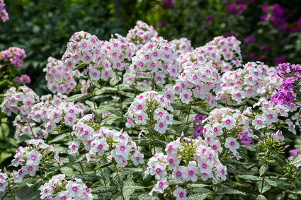 Herfstsering Phlox paniculata