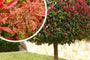 Glansmispel - Photinia 'Red Robin' Hoogstam boom