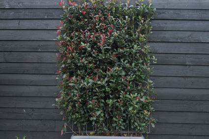 Photinia CarréRouge.jpg