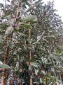 Glansmispel - Photinia fraseri 'Cassini' (Novmeber)