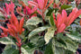 Blad Glansmispel op stam - Photinia serratifolia 'Pink Crispy'