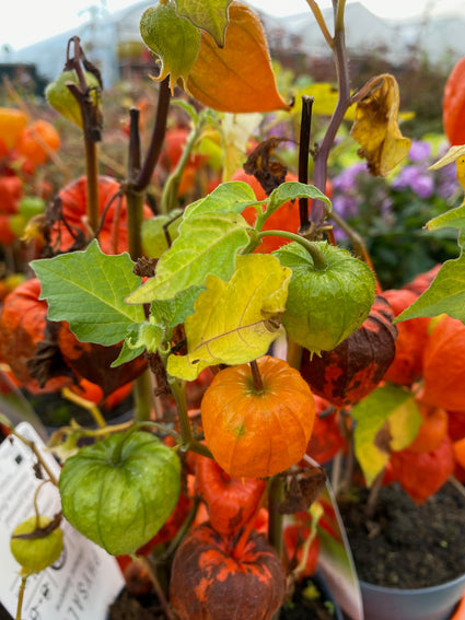 Lampionplant - Physalis alkekengi var. franchetii