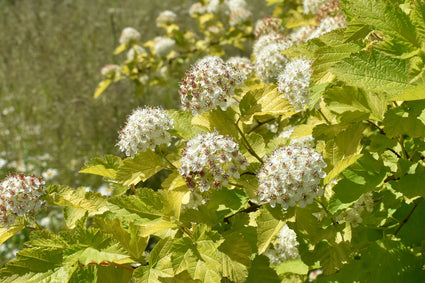 Physocarpus opulifolius 'Dart's Gold' in bloei 